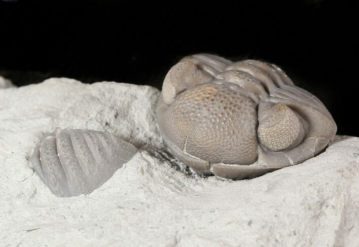 Wide Enrolled Eldredgeops Trilobite In Shale - Ohio #46591